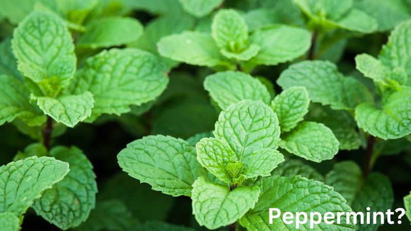 Peppermint