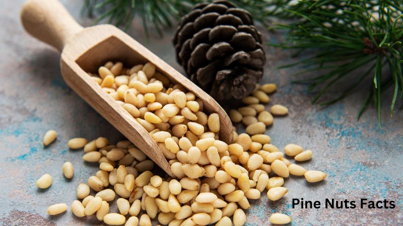 Pine Nuts Facts