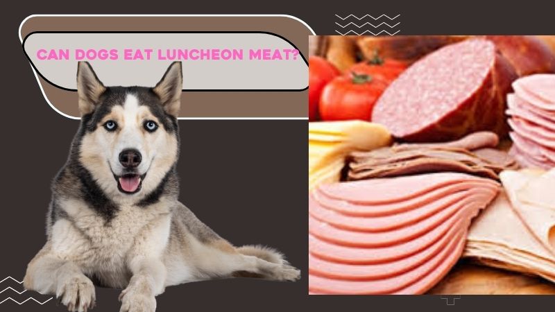 Can Dogs Eat Luncheon Meat?Health Risks for Dogs