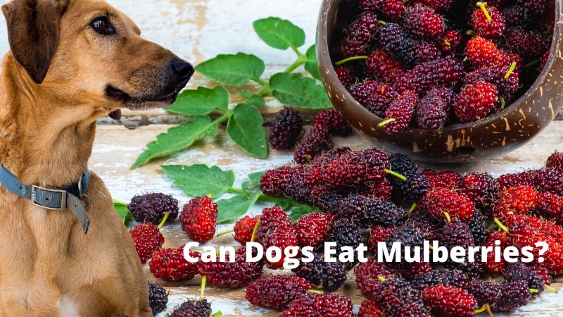 Can Dogs Eat Mulberries?Vet Reviewed Facts & FAQ