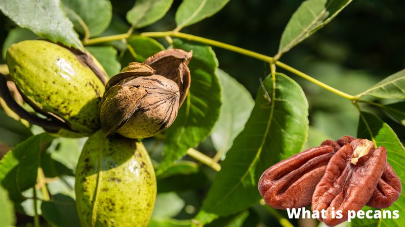 What is pecans