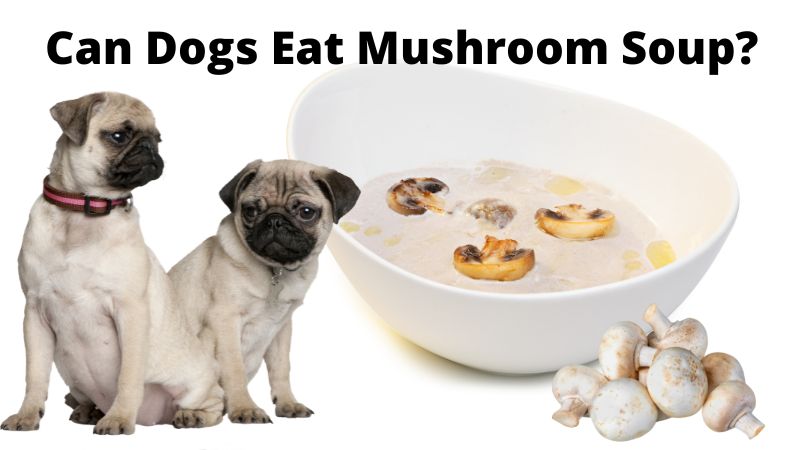 Can Dogs Eat Mushroom Soup? Benifits And Risk - Doggie Food Items