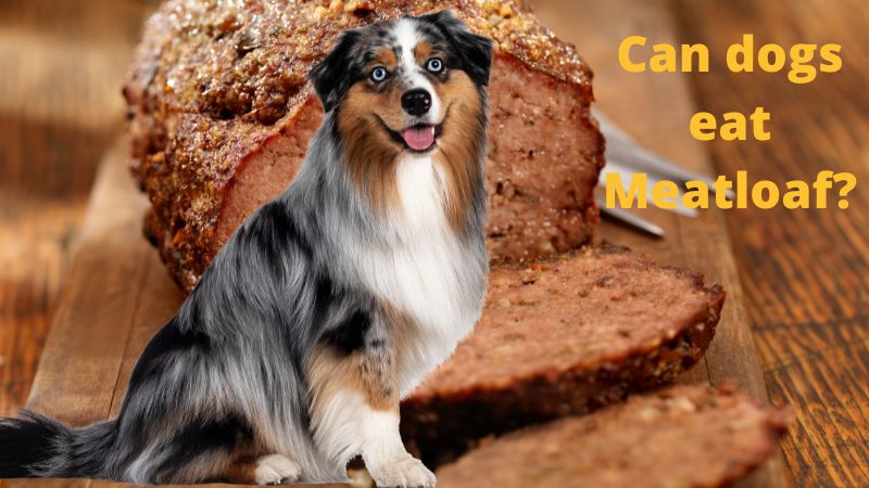 Can dogs eat Meatloaf?
