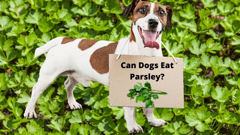 Can Dogs Eat Parsley?Vet-Reviewed Facts & FAQ