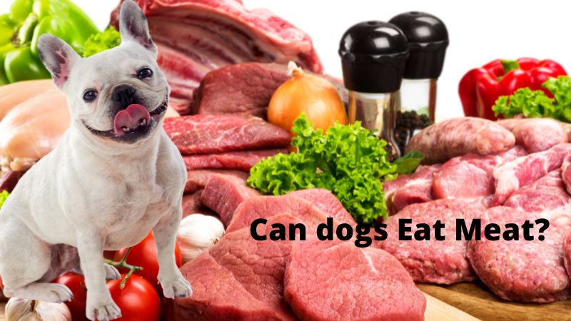 Can dogs Eat Meat?