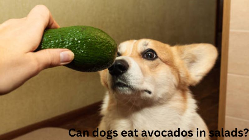 can dog eat avocados salad