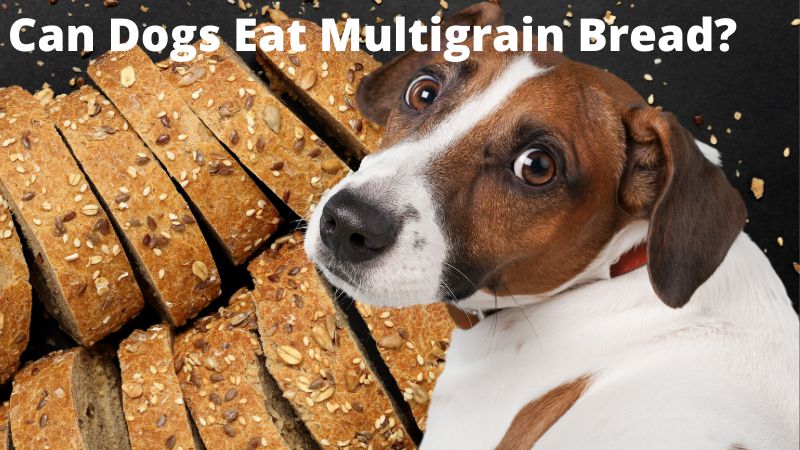 Can Dogs Eat Multigrain Bread?