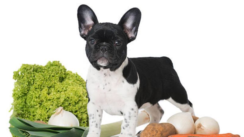 can dog eat salad