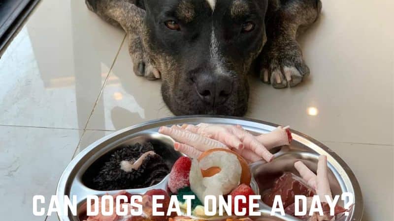Can Dogs Eat Once a Day?