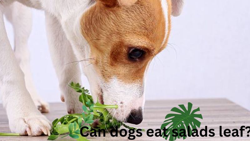 can dogs eat sald leaf