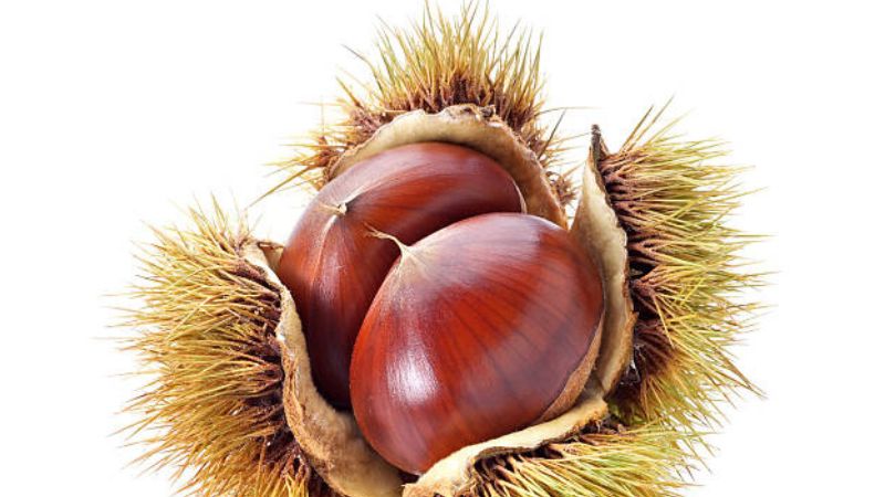 chestnut