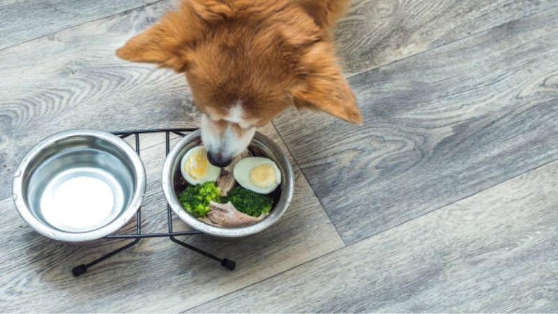 Can Dogs Eat Scrambled Eggs?