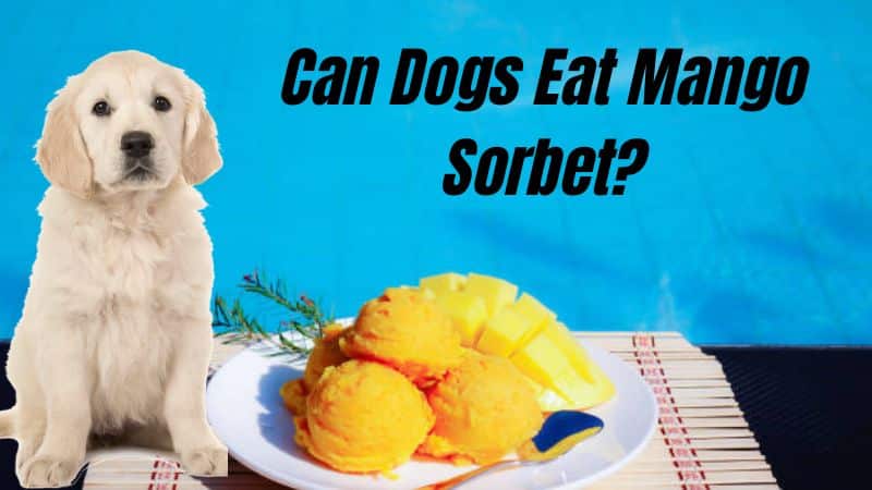 Can Dogs Eat Mango Sorbet?Here’s All You Need to Know!