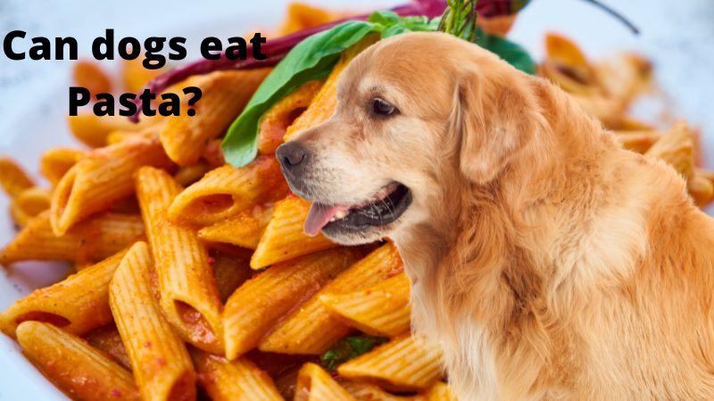  Can dogs eat Pasta?