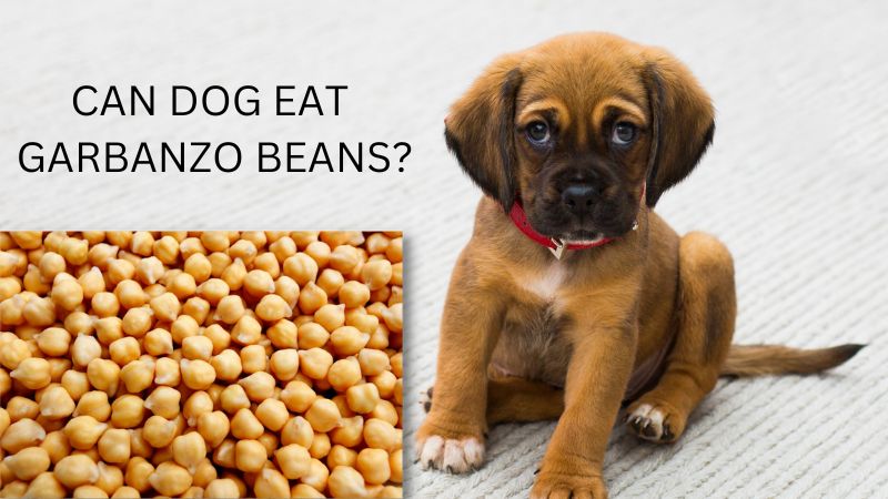 can dogs eat garbanzo beans?