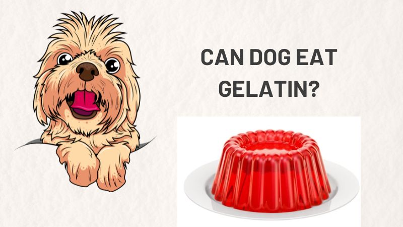 CAN DOG EAT GELATIN