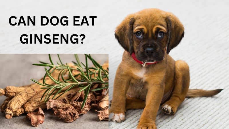 Can Dogs Eat Ginseng?Can Asian Ginseng Help Your pet?