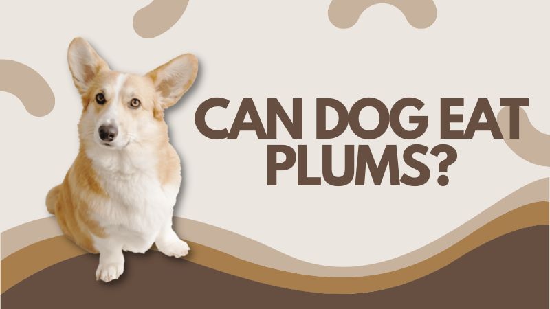 Can Dogs Eat Plums? Health Benefits of Plums for Dogs