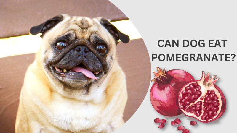 CAN DOG EAT POMEGRANATE