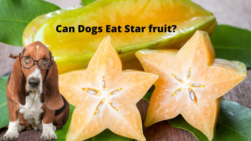 Can Dogs Eat Star fruit?Is star fruit good for dogs?