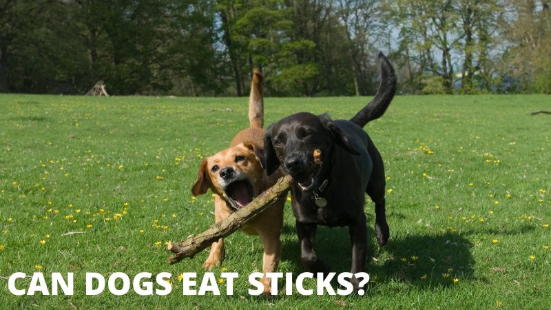CAN DOG EAT STICKS?