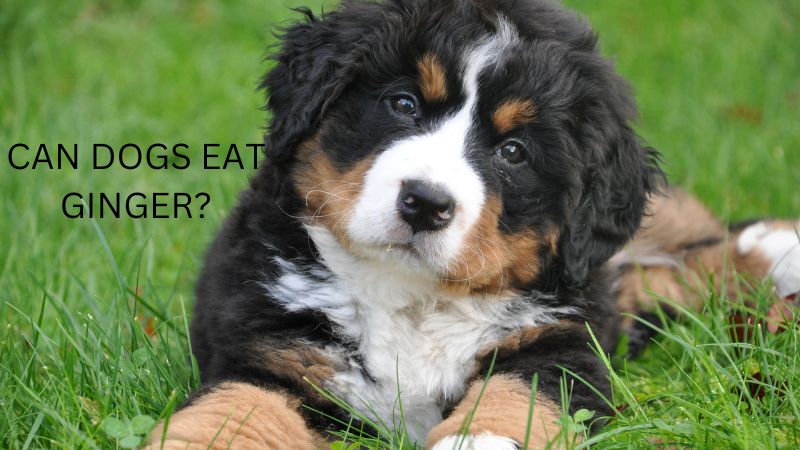 Can Dogs Eat Ginger?