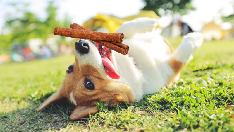 CAN DOGS EAT STICKS
