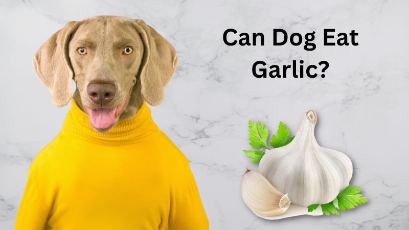 Can Dogs Eat Garlic?How Much Garlic Can Dogs Eat?