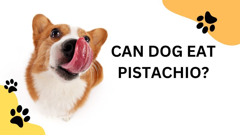 can dogs eat pistachios