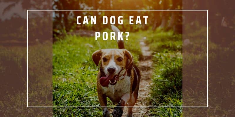 Can a dog eat pork?