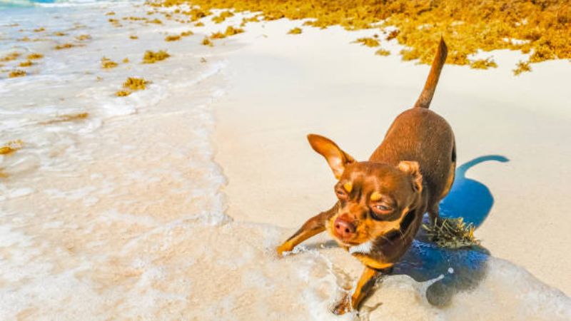 Can Dog Eat Seaweed.