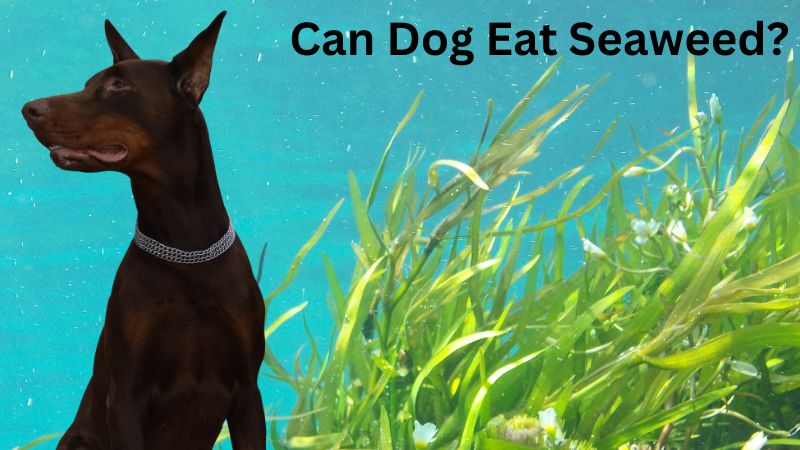 Can Dog Eat Seaweed