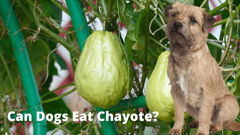 Can Dogs Eat Chayote?What You Need To Know