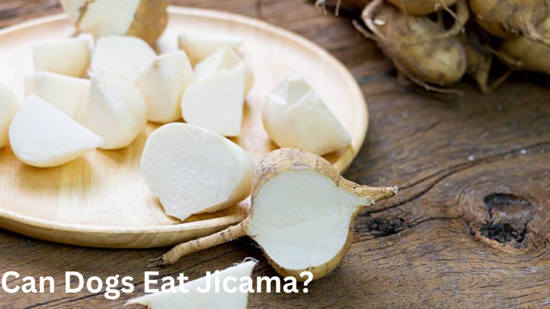 Can Dogs Eat Jicama