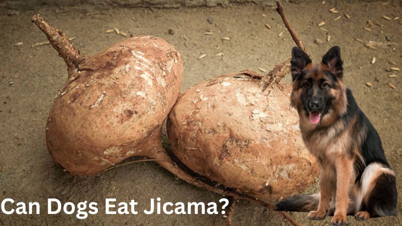 Can Dogs Eat Jicama?How Safe Is It For Dogs?