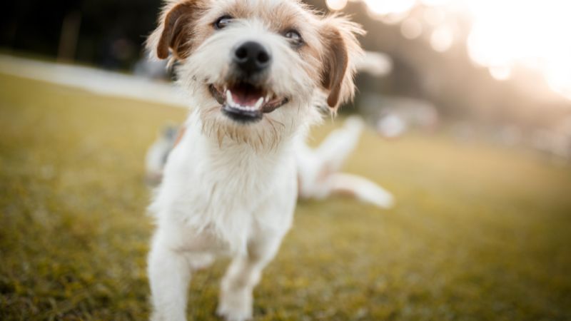 Can Dogs Eat Maple Syrup ,