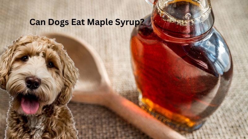 Can Dogs Eat Maple Syrup?
