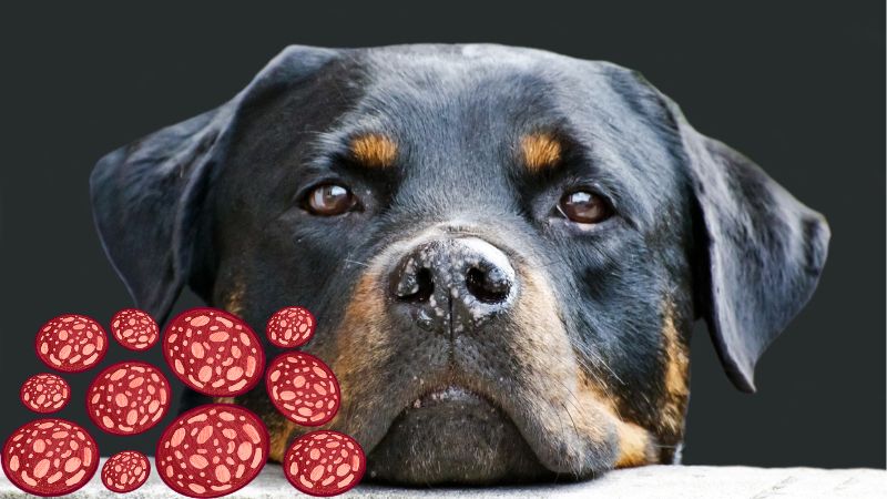 Can Dogs Eat Salami.