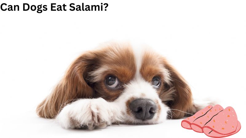 Can Dogs Eat Salami.