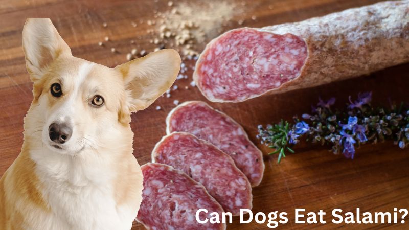 Can Dogs Eat Salami? 