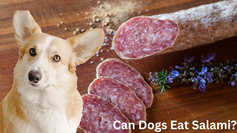 Can Dogs Eat Salami? Health Benefits & Risks