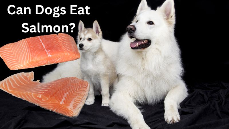 Can Dogs Eat Salmon?