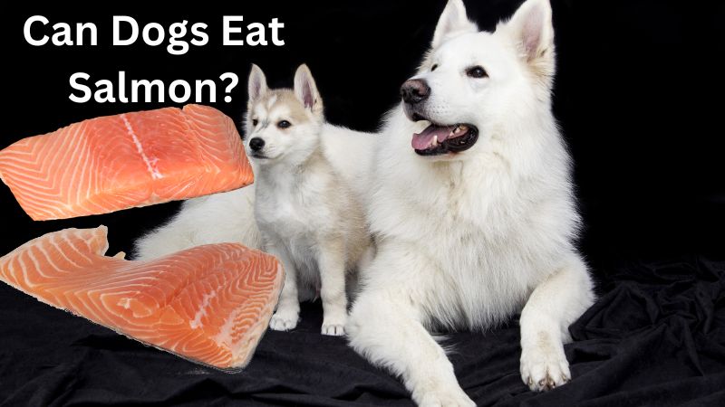 Can Dogs Eat Salmon