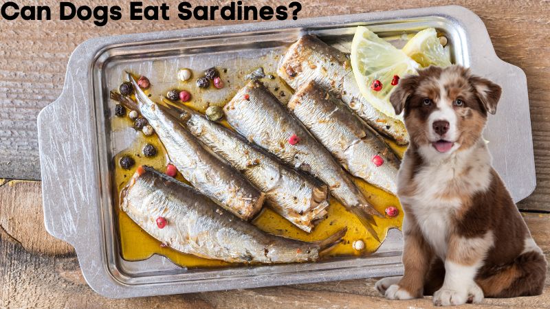Can Dogs Eat Sardines?Potential Benefits and Precautions