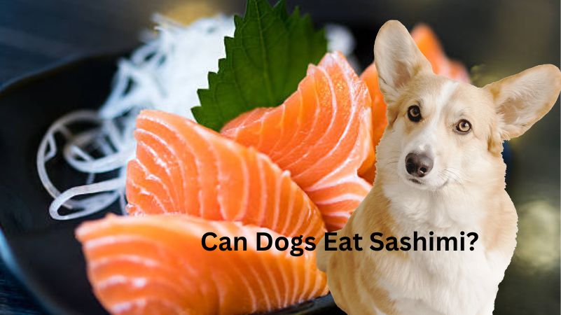 Can Dogs Eat Sashimi?