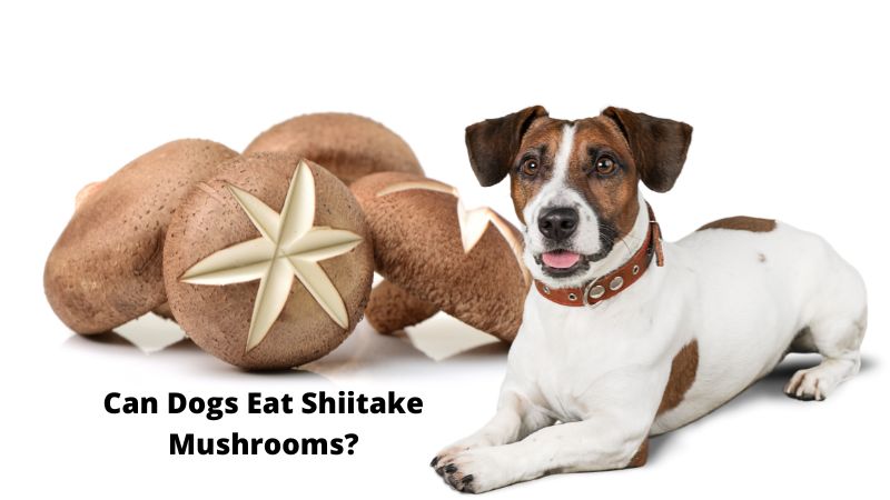 Can Dogs Eat Shiitake Mushrooms?