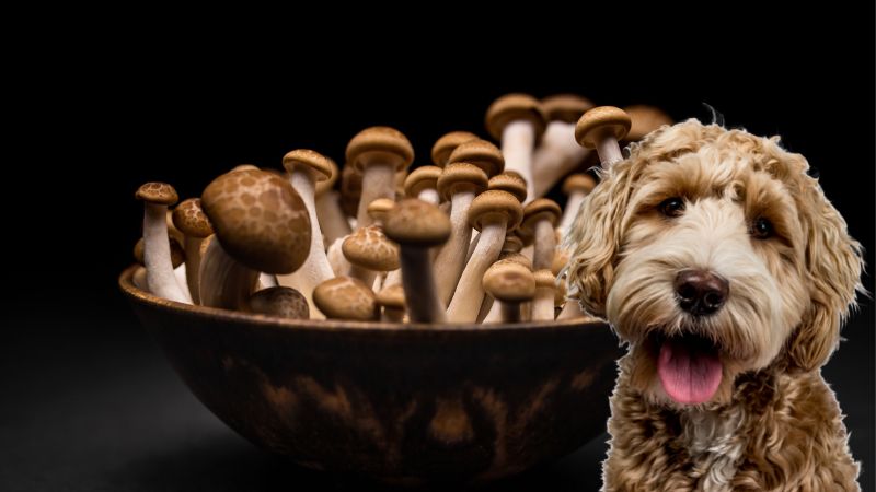 Can Dogs Eat Shiitake Mushrooms ...