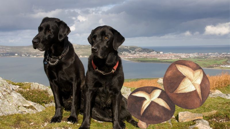 Can Dogs Eat Shiitake Mushrooms