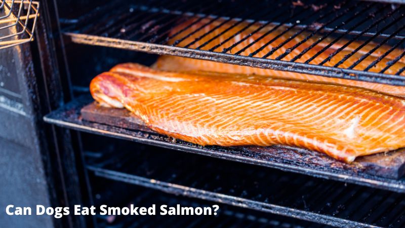 Can Dogs Eat Smoked Salmon .