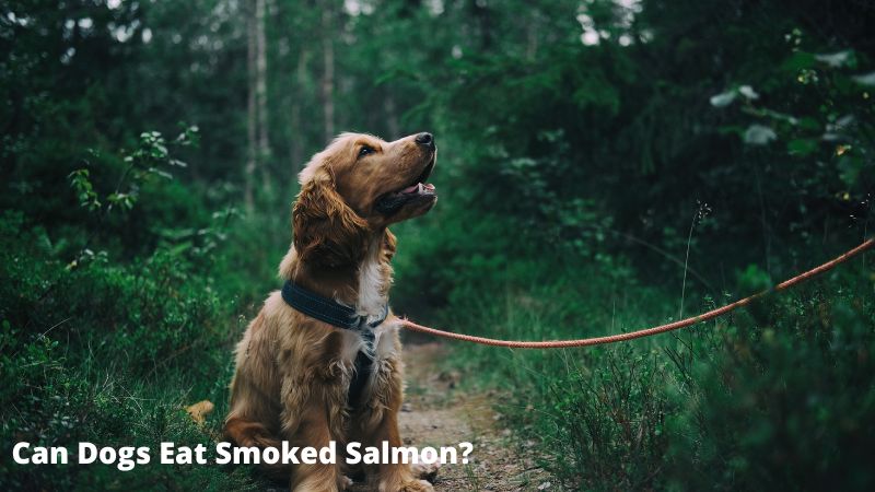 Can Dogs Eat Smoked Salmon..